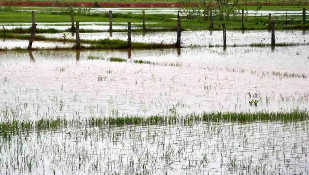 State will provide crop insurance facility to flood affected farmers